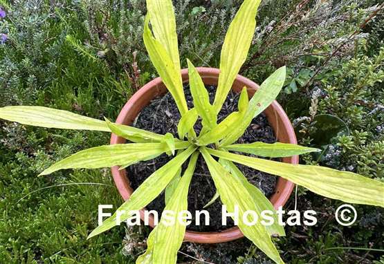 Hosta Focal Point